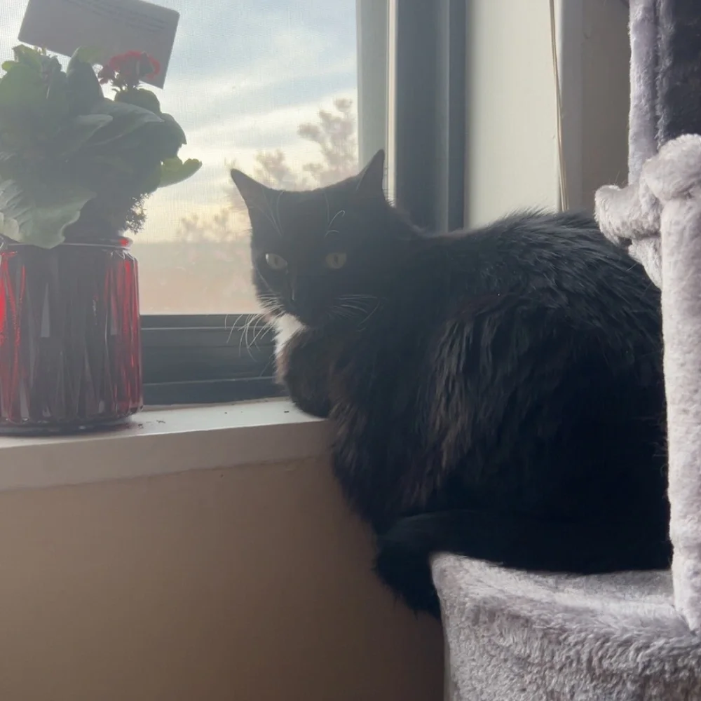 KK is Live! (kkcuratedfinds) 💕💕💕 - Picture 5 of 6